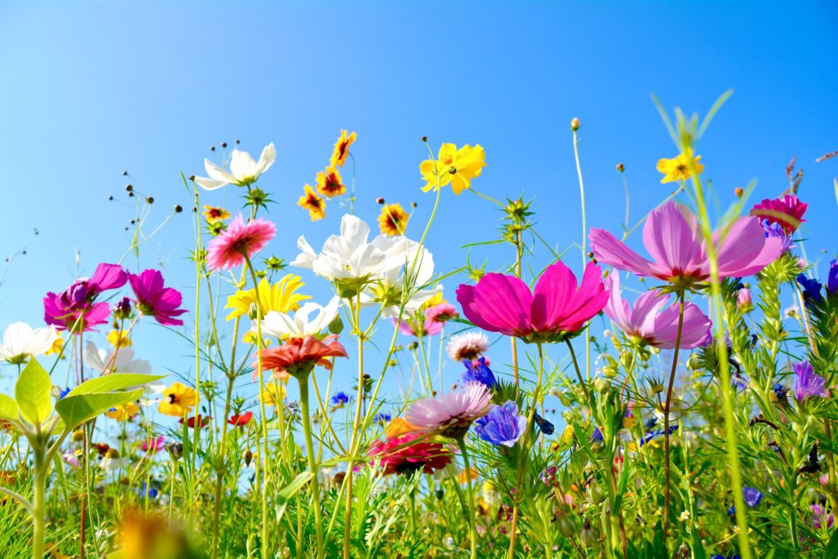 Grußkarte - bunte Blumenwiese - Sommerblumen S.H. exclusiv-stock.adobe.com